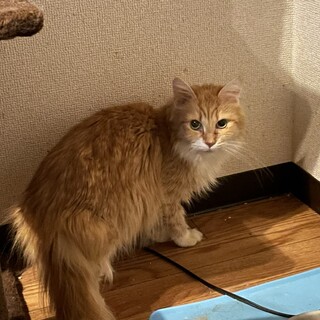 ご飯大好き ちか