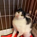 シャイな白黒猫『クルト』