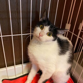 シャイな白黒猫『クルト』