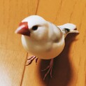 元気いっぱいの白文鳥