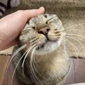 去勢ワクチン済み甘えん坊の人懐っこいキジトラ君です