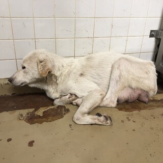 産後のお母さん犬です