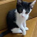 生後2ヶ月の元気な白黒子猫ちゃん❣️