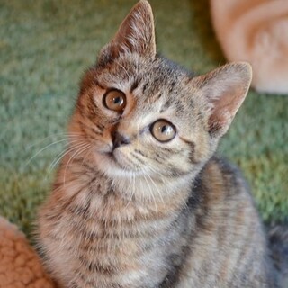 まんまる体型の短尾！可愛い麦わらのアンちゃん