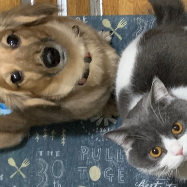 れれましゅのカバー写真