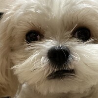 心子