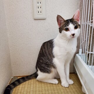 トライアルが決まりました。