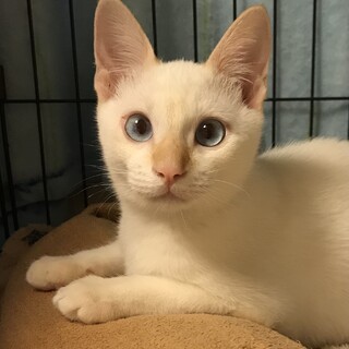 ブルーアイ、シャムミックスのレオ君♡
