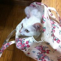 さくら