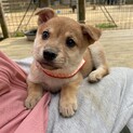 人懐っこいラテちゃん　２ヶ月