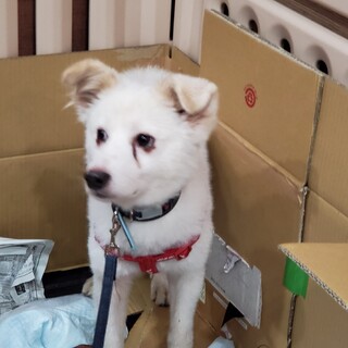 この子を助けてください。