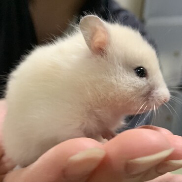 長毛クリーム