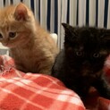 ふっわふわのムーンくんとビサちゃん