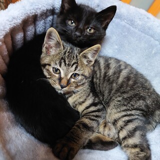 のほほんタレ目王子・キジトラ3ヶ月