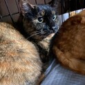 丸顔のさび猫『まに』