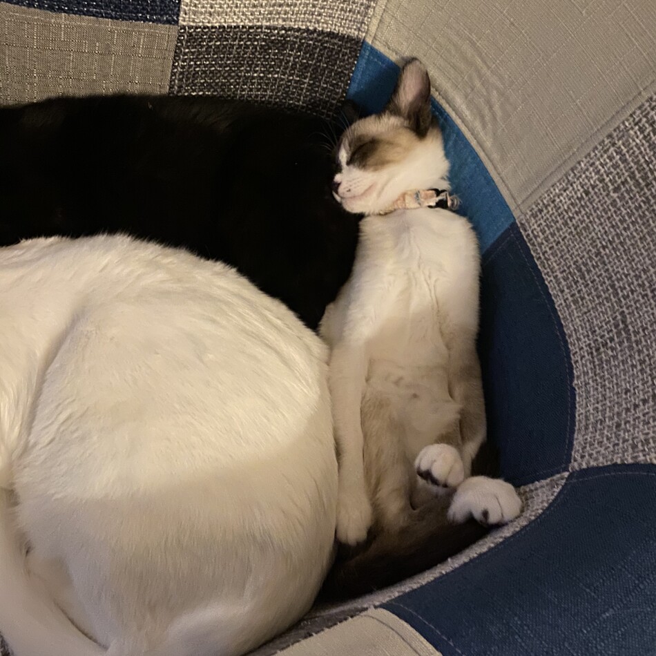 もものカバー写真