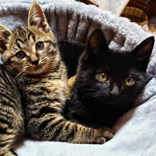 ゴロゴロやんちゃ王子・クロ猫3ヶ月