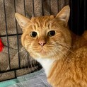 モフモフ茶トラの『むにゃ』