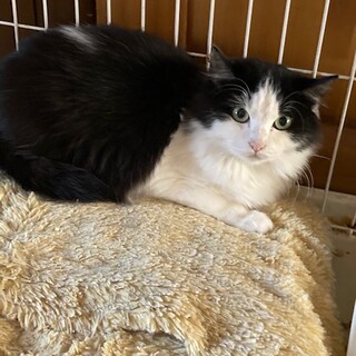 トライアル決定！人馴れ修行中！白黒の女の子です。