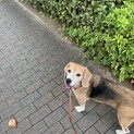 急募！　飼い主死去により預かっています。