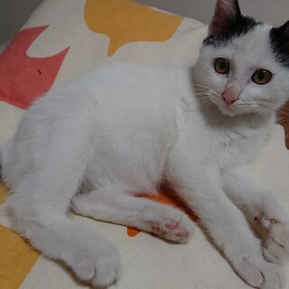 お膝大好き3ヶ月子猫ちゃん