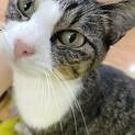 甘えん坊！淋しがり屋のキジ白メス猫ちゃん