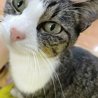 甘えん坊！淋しがり屋のキジ白メス猫ちゃん