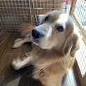 里親募集　ゴールデンレトリバー7歳です