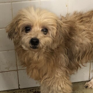 里親決定しました。