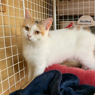 ずっとのお家を募集中