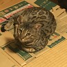 あにきんぐ