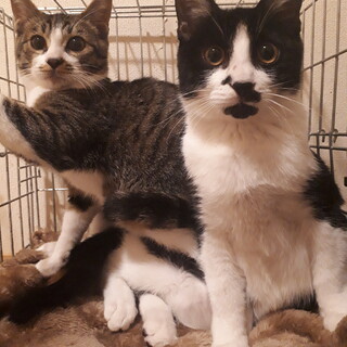 【去勢手術済】ビル街で懸命に生き抜いてきた兄弟 