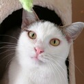 人もネコも大好き、キキちゃん