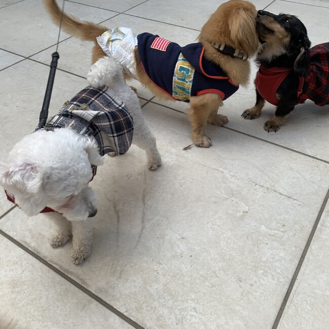 dog step partner AKIのカバー写真