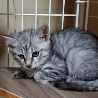 人なつっこいサバトラ＊すだち＊