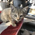 ２ヶ月メス猫キジトラちゃん