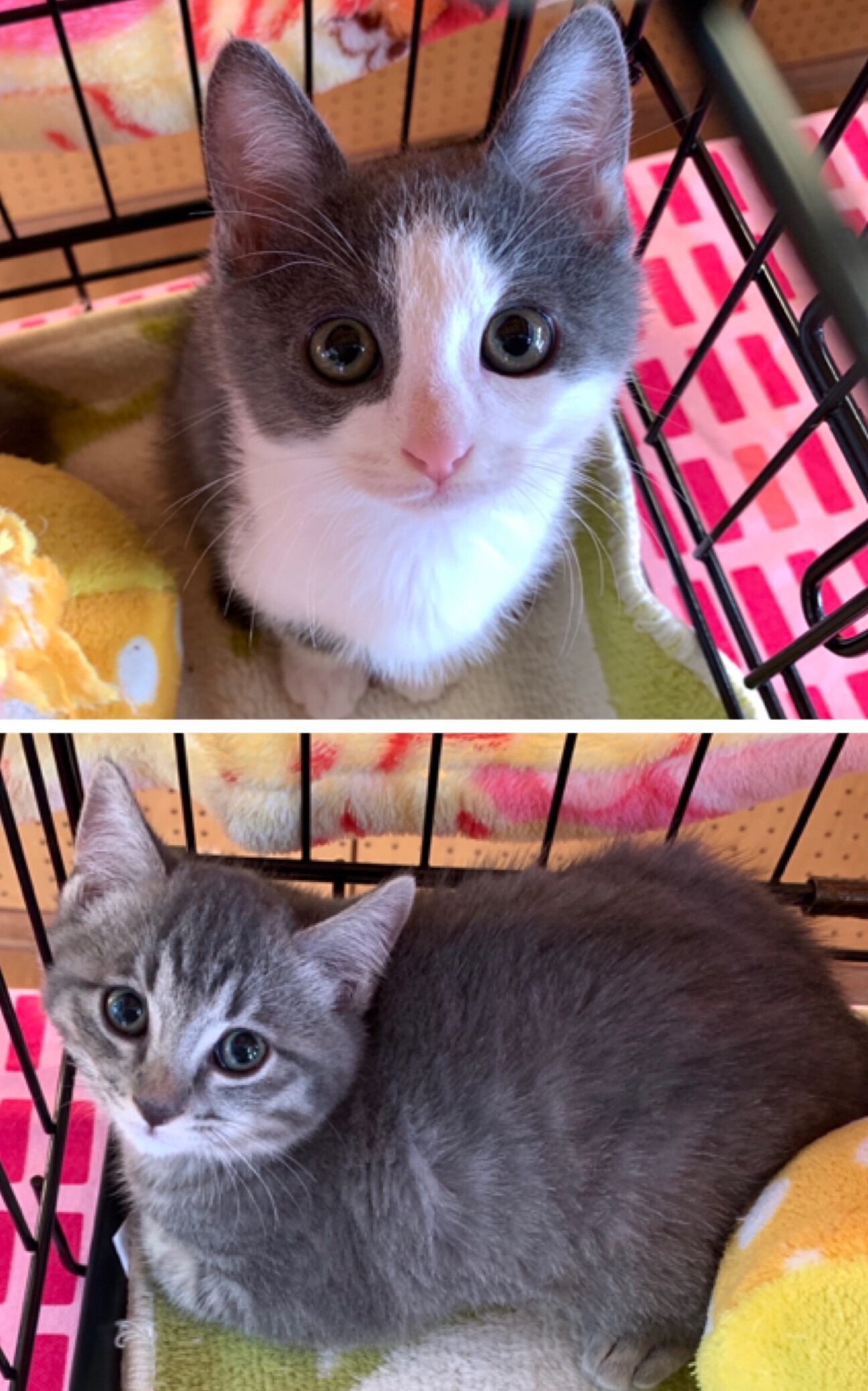 可愛い顔の兄弟 愛知県 猫の里親募集 ペットのおうち 月間利用者150万人