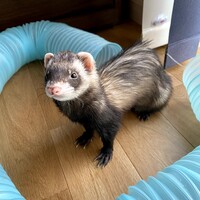 メイ