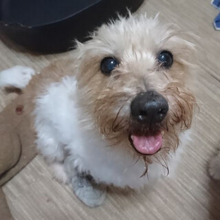 緊急募集　ロタちゃんの終の住処