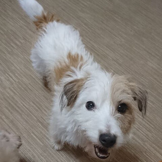 緊急募集　モエちゃんの終の住処