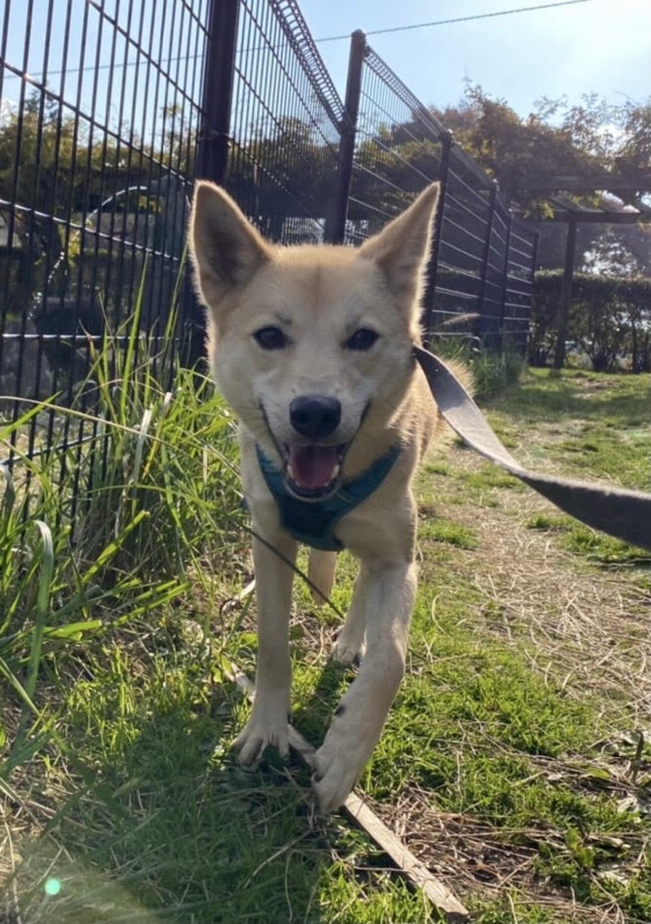 いろんなことに興味深々 東京都 犬の里親募集 ペットのおうち 月間利用者150万人