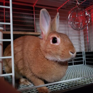 ミニウサギの女の子3歳です(避妊済)