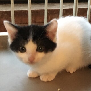 トライアル決定⭐️可愛く美形の白黒女の子2ヶ月