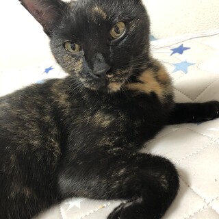 とても人懐っこい優しい猫です