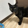 とても人懐っこい優しい猫です サムネイル2