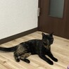 とても人懐っこい優しい猫です サムネイル4