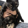 とても人懐っこい優しい猫です サムネイル6