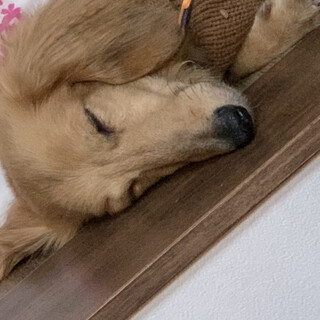 性格◎おっとりダックス【ラテくん】