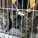 約2ヶ月　キジトラ3匹黒猫1匹の兄妹(交渉中)