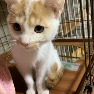 茶トラ模様の点々があるおチビちゃん♪